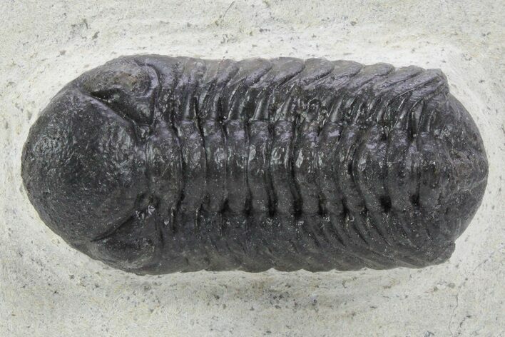 Detailed Austerops Trilobite - Ofaten, Morocco #356922